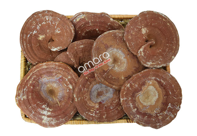 nam-linh-chi-nui-do-han-quoc-thuong-hang-khay-1kg-nam-linh-chi-bao-tu-1